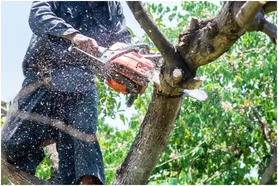 tree services Baneberry